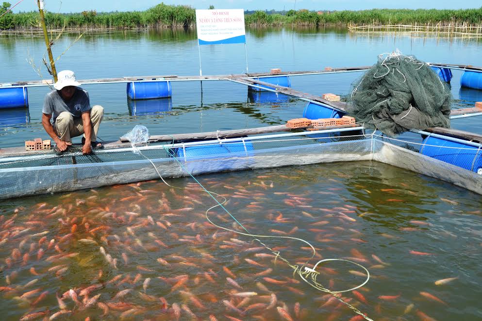 Kỹ thuật nuôi cá điêu hồng 