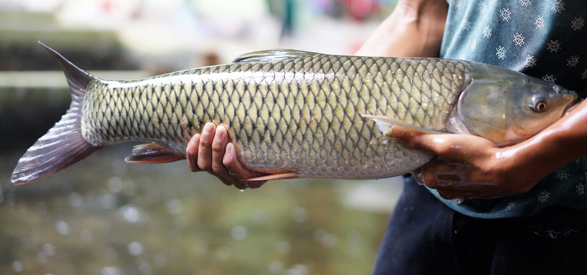 Cá trắm cỏ