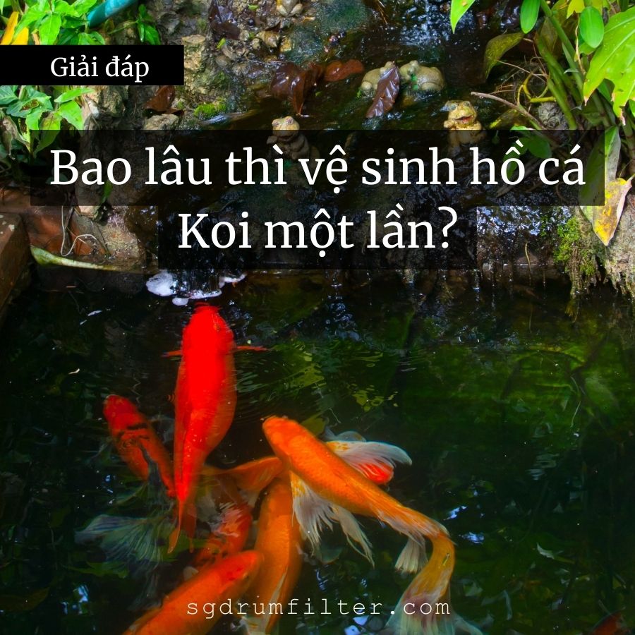 [Giải đáp] Bao lâu thì phải vệ sinh hồ cá Koi một lần? 