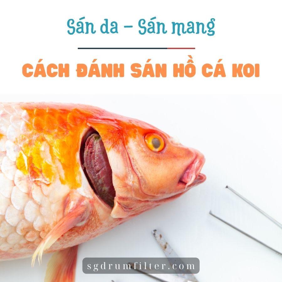 Sán da, sán mang: Cách đánh sán hồ cá Koi hiệu quả