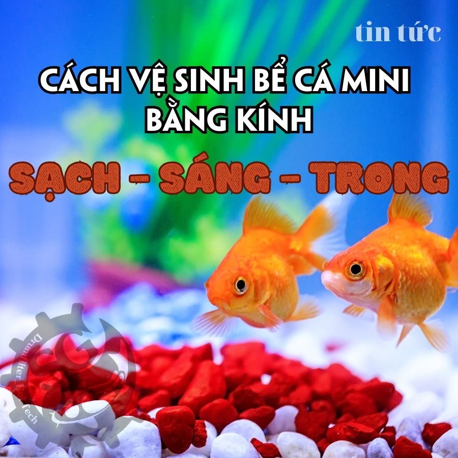 Cách vệ sinh bể cá mini bằng kính sạch sáng trong như gương