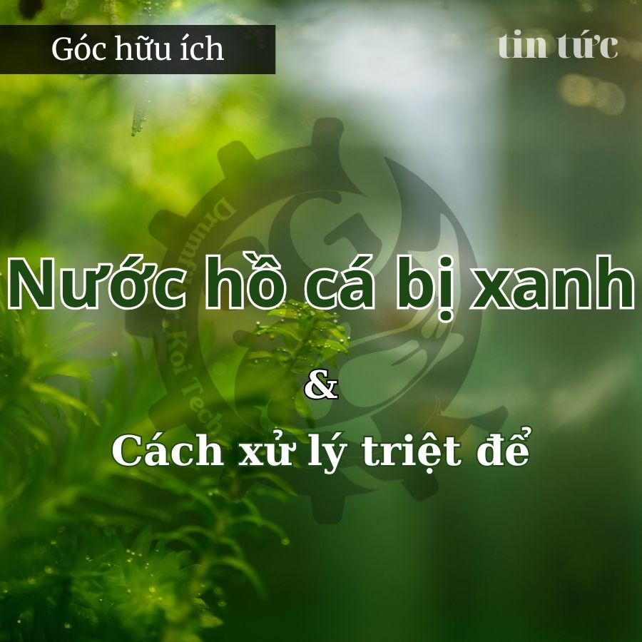 Tại sao nước hồ cá bị xanh? Cách xử lý triệt để