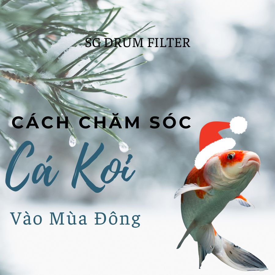 Lưu ngay cách chăm sóc cá Koi vào mùa đông đúng chuẩn