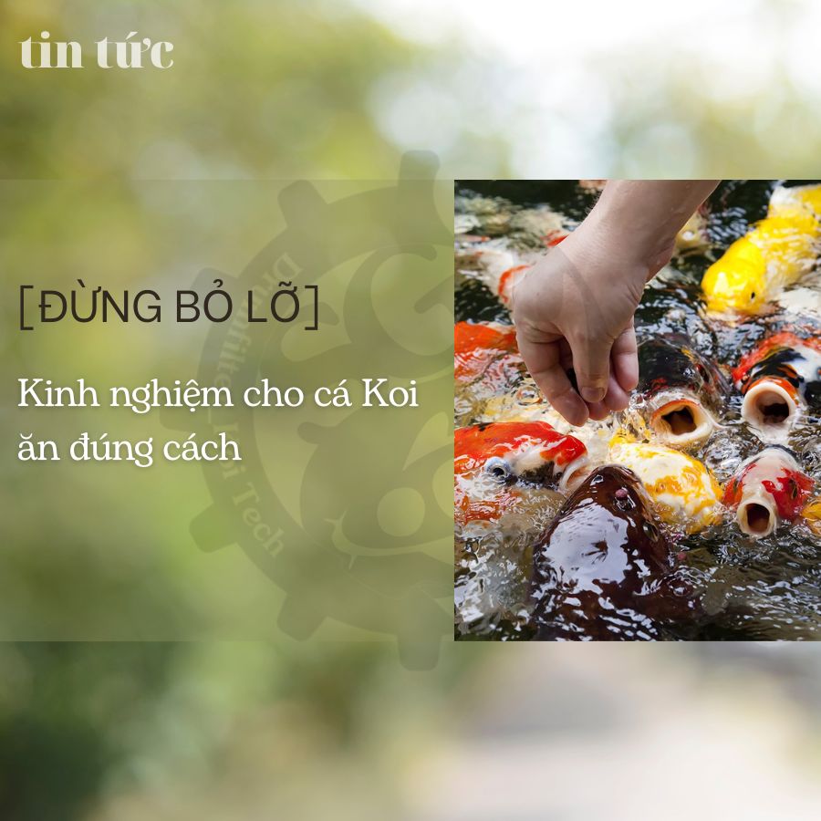 [Đừng bỏ qua] Kinh nghiệm cho cá Koi ăn đúng cách