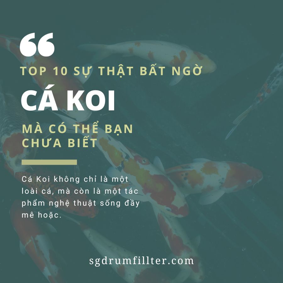 Top 10 sự thật bất ngờ về cá Koi mà có thể Bạn chưa biết