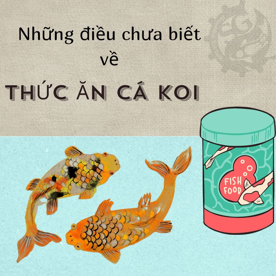 Thức ăn của cá Koi chứa những gì? 3 loại thức ăn lên màu đẹp