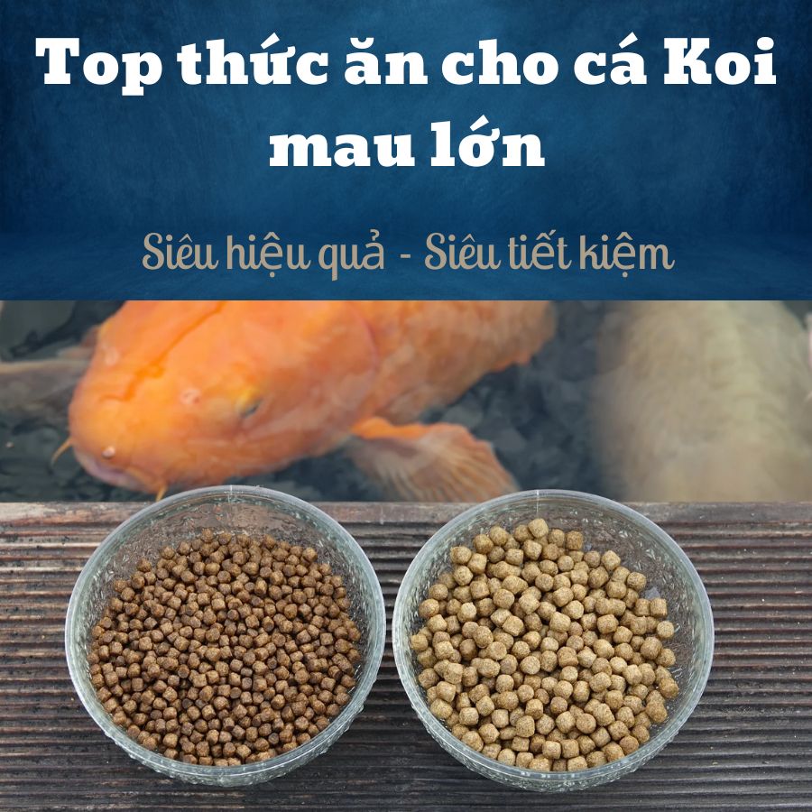 Top 5 thức ăn mau lớn cho cá Koi siêu hiệu quả và tiết kiệm