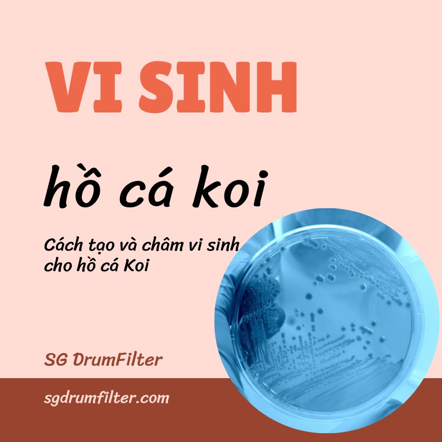 Vi sinh hồ cá Koi là gì? Hướng dẫn cách tạo vi sinh