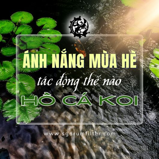 Hiểu hết những tác động của ánh nắng đối với hồ cá Koi