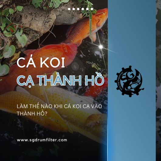 Làm thế nào khi cá Koi cạ vào thành hồ? Kiến thức thực tiễn