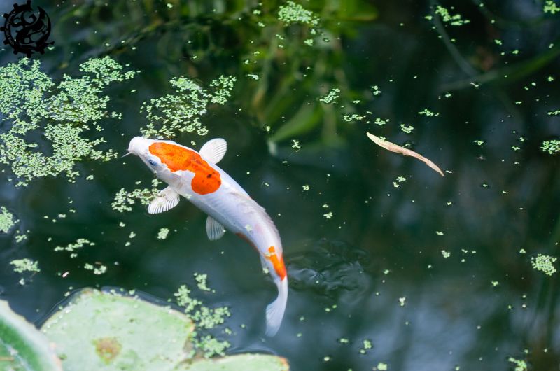 Phòng bệnh cho cá Koi vào mùa xuân