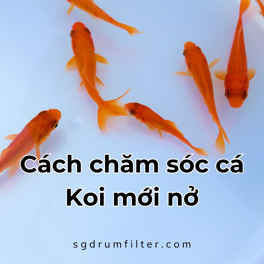 [GÓC SINH NỞ] Cách chăm sóc cá Koi con mới nở