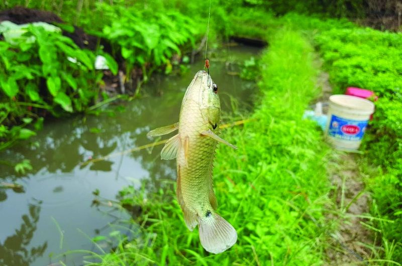 Kinh nghiệm câu cá mùa hè