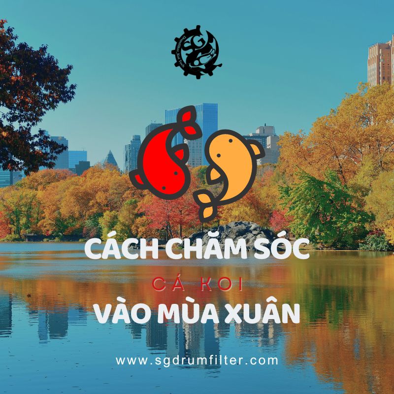 Chi tiết cách chăm sóc cá Koi vào mùa xuân