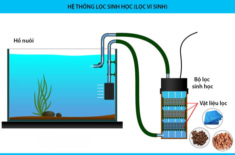 Lọc vi sinh bể cá