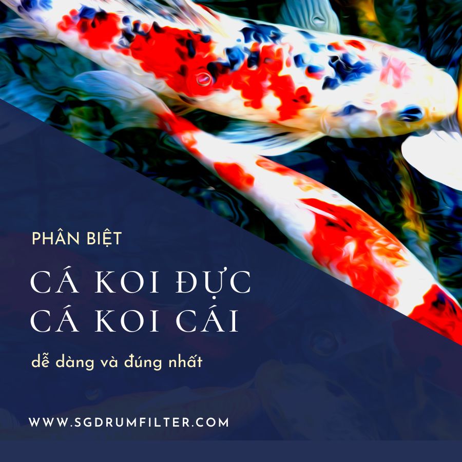 Giới tính cá Koi: Làm sao phân biệt cá Koi đực và cái?