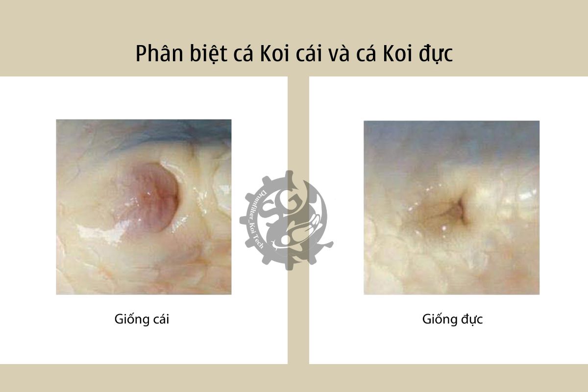 Phân biệt giới tính cá Koi 